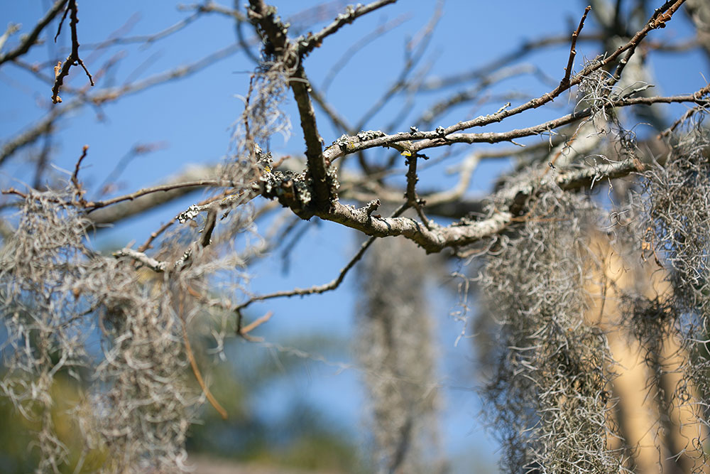 Ammazulu Gardens and Sculpture Precinct african tribal art
