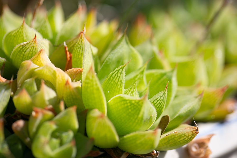 Ammazulu Gardens and Sculpture Precinct african art work