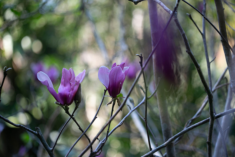 Ammazulu Gardens and Sculpture Precinct