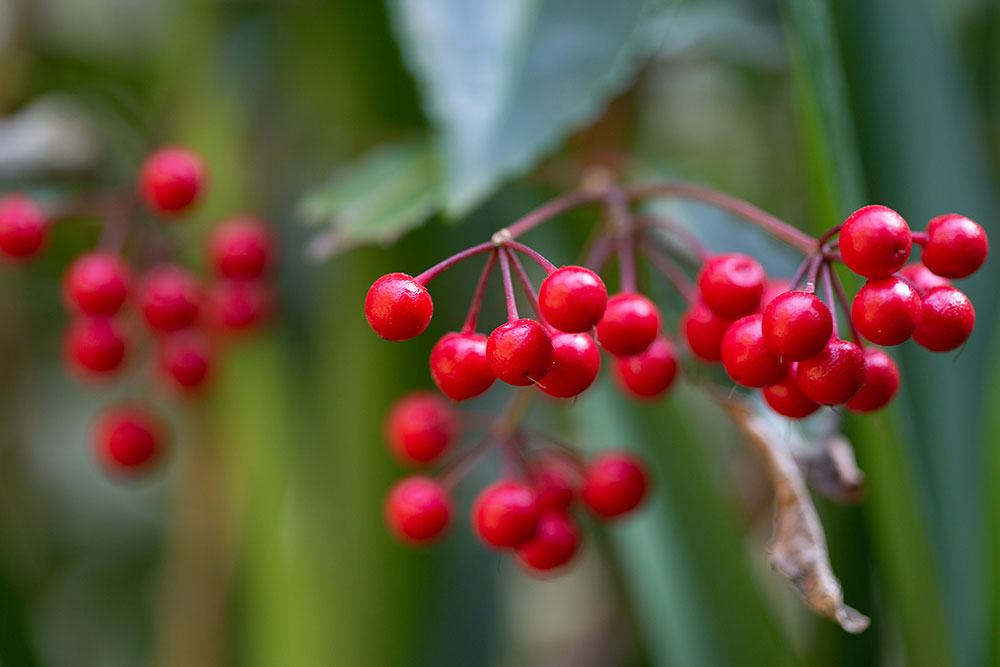 Ammazulu Gardens and Sculpture Precinct